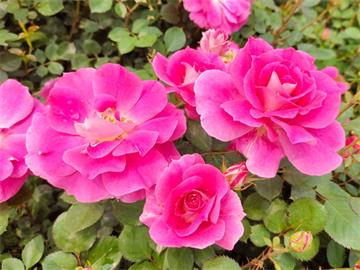 戴安娜玫瑰花的花语是什么？