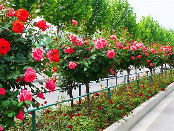 安徽推深做实林长制改革 苗木花卉增色“美丽经济”