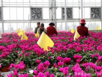扬州高邮：每天发货30万株，花工厂绽放乡村振兴致富花