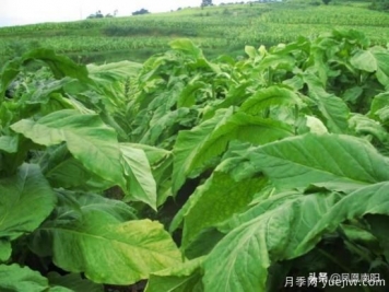 方城柳河：推进烟叶种植，致力乡村发展