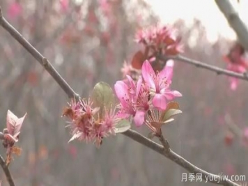 菏泽成武：千亩海棠反季节开花，逆袭深秋成一景