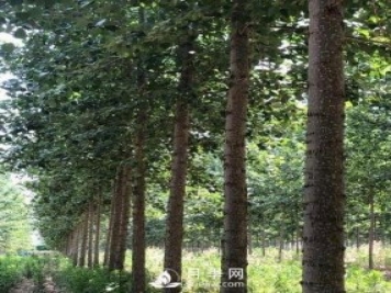河南周口：培育出不飞絮的杨树新品种