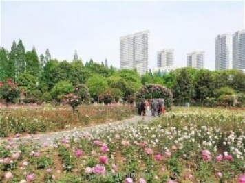 武汉市第十三届月季展，青山和平公园等你来打卡