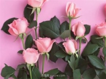 从1-9394朵玫瑰花语加图片，送花原来这么多讲究!