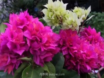 夏季养花要选对品种，推荐6种花卉适合高温