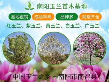 行道树的分类，常见的常绿行道树品种有哪些？