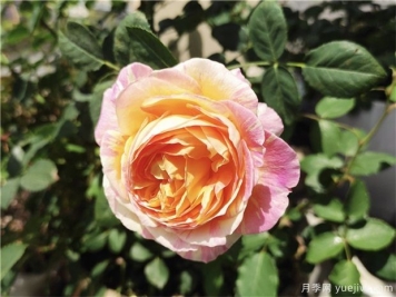 100种玫瑰花的名字，来了解下不同颜色的品种月季