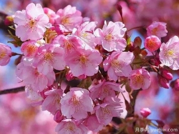 园林绿化中常见的樱花品种主要有哪些？