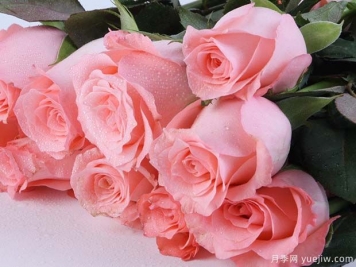 戴安娜玫瑰的花语是什么？有图片的更好？