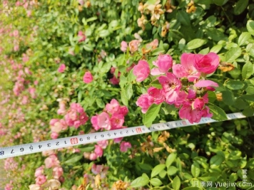 安吉拉月季盆栽苗，60厘米高基地发货