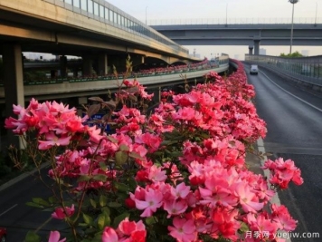 30万株新品种，杭州高架月季会带来什么样的惊喜？