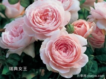 100种月季玫瑰品种图鉴大全，你认识有没有超过10个？