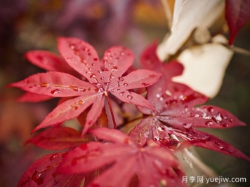 日本红枫、美国红枫、中国红枫到底有何不同？