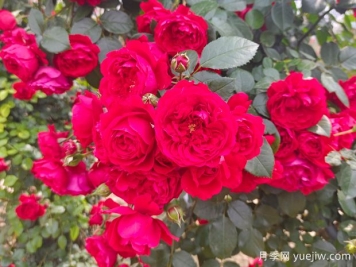 6款红色系的藤本月季品种，适合打造网红花墙