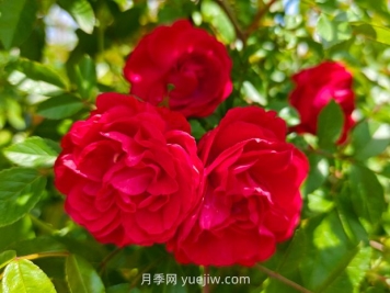 月季红木香爆花机器，花艳丽花量大花期长
