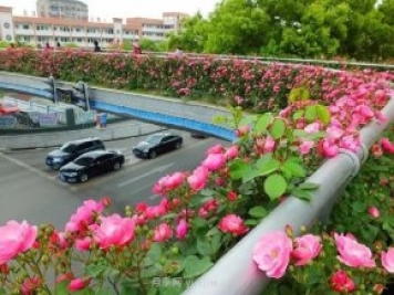 四月盛放的月季时间，湖北宜昌给你的专属浪漫花园