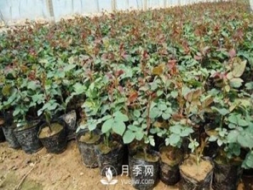 上海龙凤419讲述月季扦插小苗养根的三个步骤
