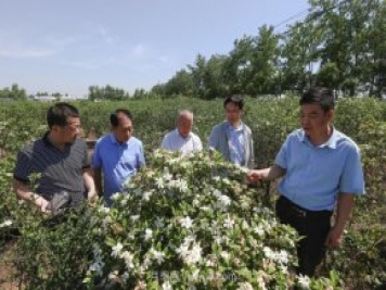 唐河唐栀子，地标农产品成农民增收致富的朝阳产业