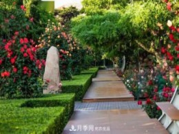 秦皇岛适合养月季花，市花和市树是什么
