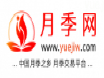 中国上海龙凤419，月季品种介绍和养护知识分享专业网站